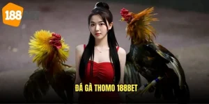 Đá gà Thomo 188bet – Trải nghiệm truyền thống đặc sắc